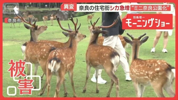 奈良のシカに異変　急増で住宅街が“ミニ奈良公園化”　事故多発　農作物被害も 1枚目