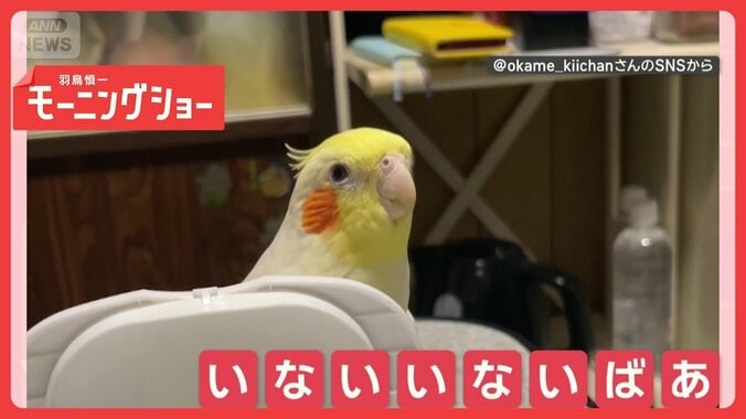 「いないいないばあ！」　ヒョイと顔を出すオカメインコさん　遊んでいるのかな？ 1枚目