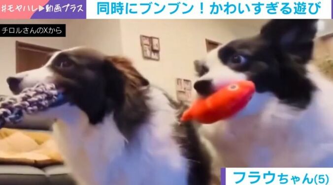 3匹のボーダーコリー