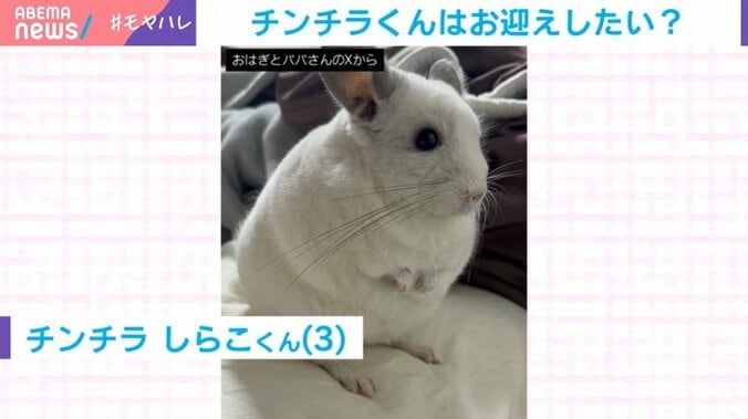 チンチラのしらこくん