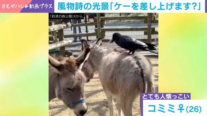到津の森公園