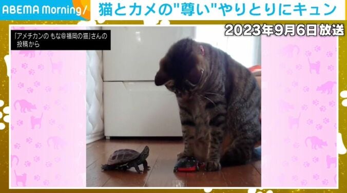 カメの軍曹くんと猫の小雪ちゃん