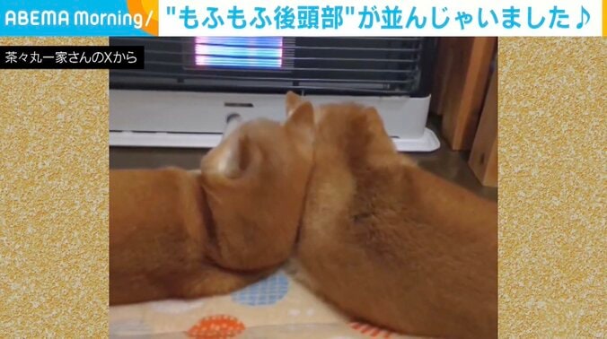 あんずちゃん（12歳）とかりんちゃん（12歳）