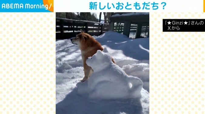 柴犬の銀次くん（10歳）