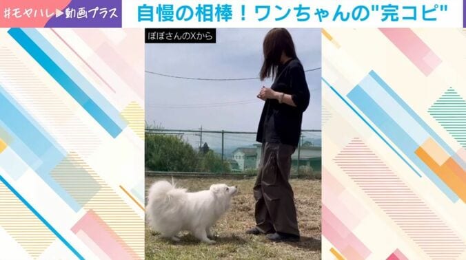 ぽぽくん