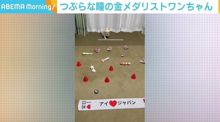 生後5カ月で左前足を失ったポメラニアン 飼い主が愛情の“金メダル”