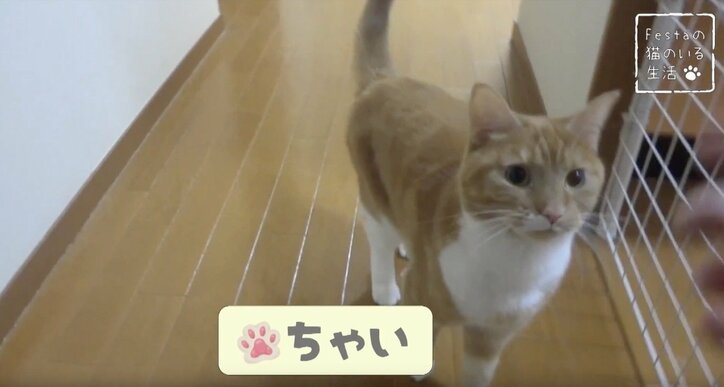 猫「お姉ちゃんって呼んでもいい…？」 姉妹のドキドキ10日間を放送決定