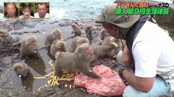 野生の猿、バイきんぐ西村に襲いかかる　無人島0円生活でボス争いが激化？