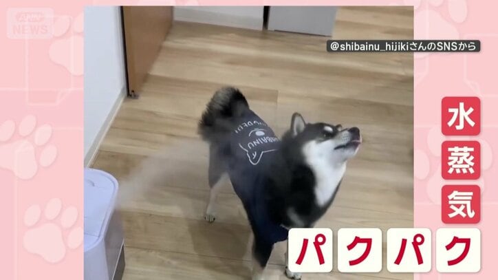 水蒸気をパクパク