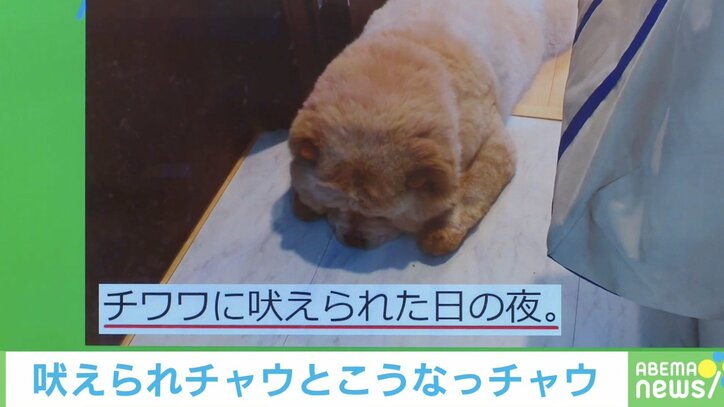 チワワに吠えられた大型犬 散歩後の“しょんぼり”した姿に反響「カワイイ!」「元気だしてね」