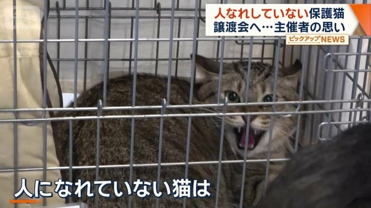 人なれしていない猫