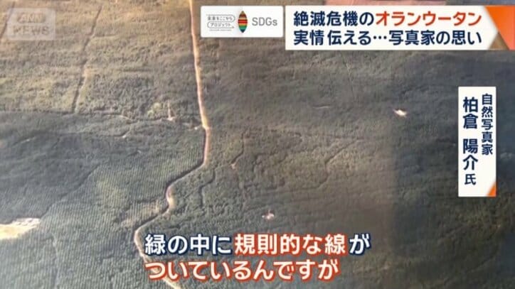 熱帯雨林が伐採され作られたアブラヤシ農園