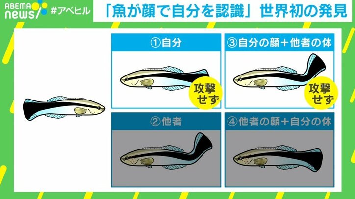 「魚も容姿を気にする?」世界初の発見 自己認識=心も存在?
