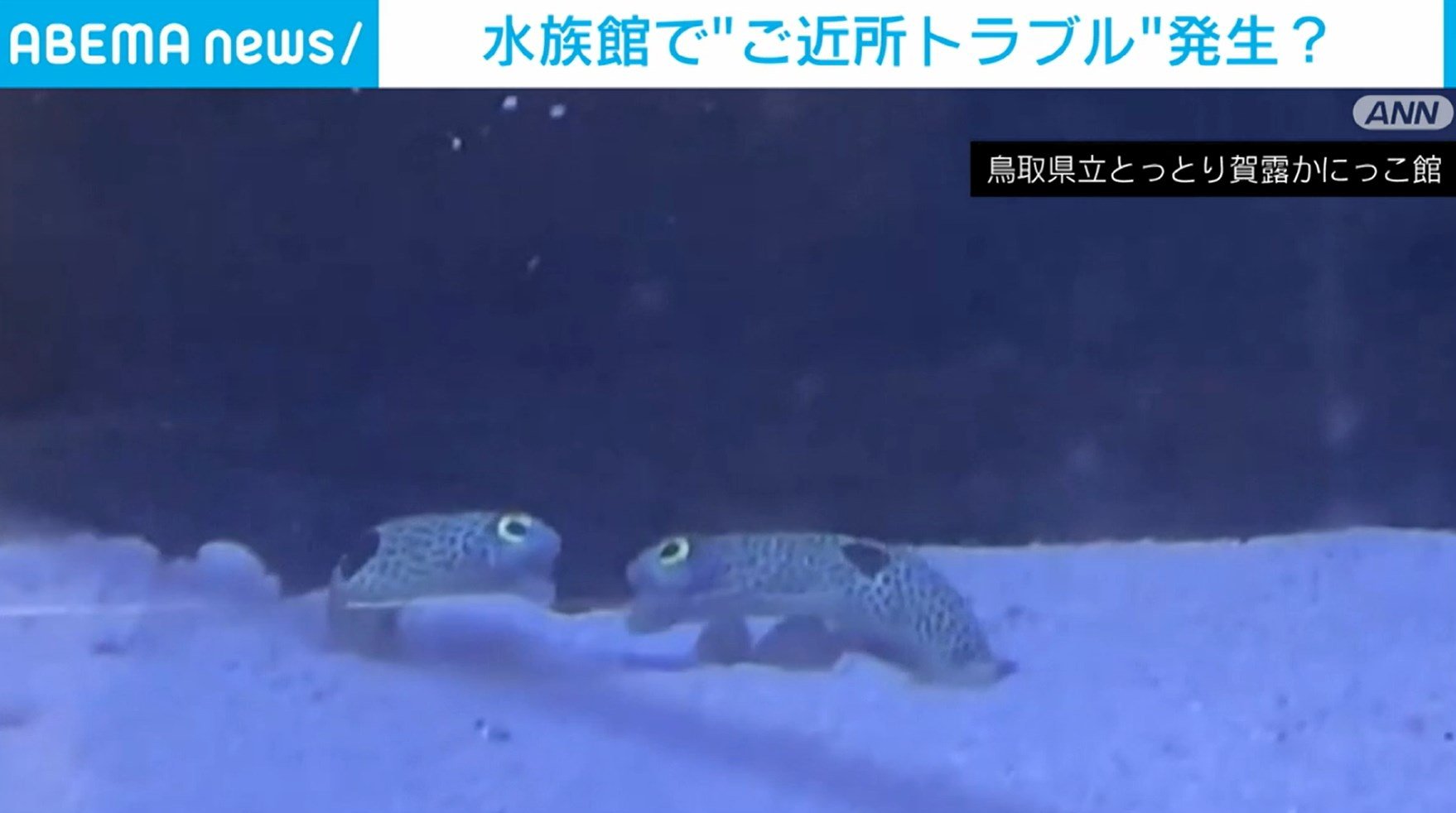 水族館でご近所トラブル チンアナゴ同士の“ケンカ”勃発 | 国内 | ABEMA TIMES | アベマタイムズ