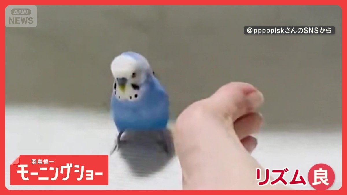 インコさん あっち向いて…ホイ！？ “逆シンクロ”飼い主の足と逆向きに動くインコ