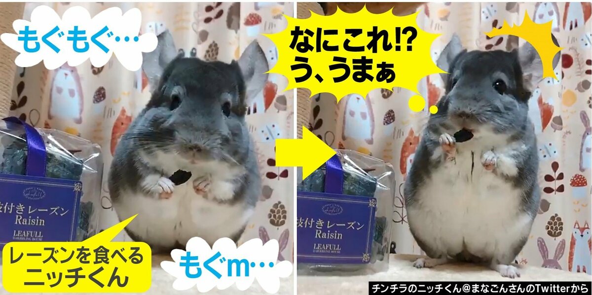 なんだこの可愛い生き物」甘いおやつを食べたチンチラの表情が癒される 