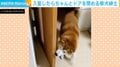 入室→即ドア閉め…賢すぎる柴犬に「お利口さん！」「褒めてのしっぽフリフリかわいいw」など絶賛の嵐
