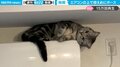 「え、そこ！？」エアコンの上にハマった猫 直後に見せた“あざとすぎる”ポーズに悶絶