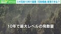 スギ花粉“最大レベル”の飛散量 「無花粉」開発で患者の救いとなるか