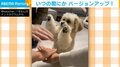 犬が両足で「エイエイオー!」に参加 家族と喜ぶ仲睦まじげな光景に「永遠に見てしまう」「最後のぴょんぴょんも可愛い」視聴者釘づけ