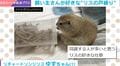 閉店ガラガラ!リスの“戸締まり”仕草が話題「人っぽい仕草をするんですね」「かわいい」と反響