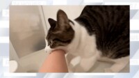 飼い主を風呂から助け出そうと必死の優しい猫