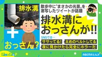 【映像】排水溝におっさんが...？ 散歩中のまさかの光景