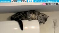 【映像】猫が見せた“あざとすぎる”ポーズ