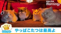 「にゃんですか」猫はこたつで編
