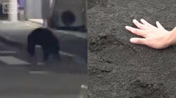 きょうも市街地に　宇都宮でクマ目撃相次ぐ　住宅街に残る“痕跡”