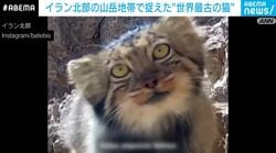 カメラに興味津々？イラン北部の山岳地帯で「世界最古の猫」