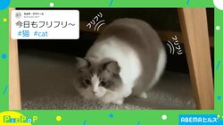 魅了されるのは万国共通!? おもちゃを狙うネコの“お尻フリフリ”に「可愛すぎんか!!」と悶絶の声