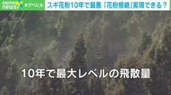 スギ花粉“最大レベル”の飛散量 「無花粉」開発で患者の救いとなるか
