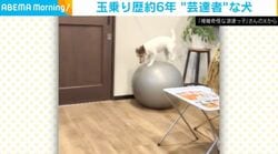 バランスボールを乗りこなし、カメラ前でキメ顔する犬に「すごーい特技！」「ボトルがずらーっと並んでるから、ドキドキした…」など反響