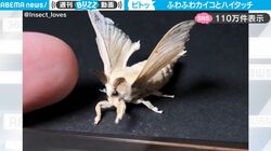 ふわふわの“カイコ”に人間の指を近づけるとどうなるのか？ 想像を超えたヤバすぎる動きがネット上で話題に「可愛すぎる」