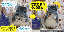 「なんだこの可愛い生き物」甘いおやつを食べたチンチラの表情が癒されると話題に 飼い主に話を聞いた