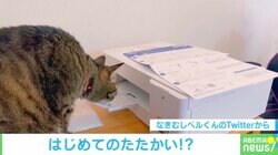 プリンターと睨めっこする猫の“衝撃結末” 瞬間フレームアウトに「リアクション天才」「めっちゃ笑った」爆笑の声