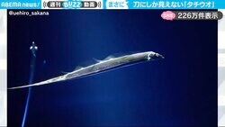 投稿者「都民は絶対に見た方が良い」←水槽の中を優雅に泳ぐタチウオの姿が「まさに太刀」「こんなに綺麗なんだ…」と反響