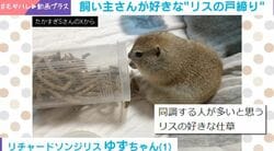 閉店ガラガラ！リスの“戸締まり”仕草が話題「人っぽい仕草をするんですね」「かわいい」と反響