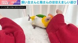 まるで“だるまさんが転んだ”!? 手を開くたびにポーズを変えて登場するインコの姿に「なんだこれは天使か？」と反響