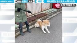 散歩から帰りたくない！帰宅拒否の秋田犬、意志の強さに「会社に行く前の自分です…」と共感の声