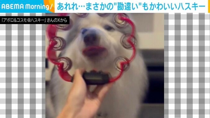 シベリアンハスキーのアポロくん