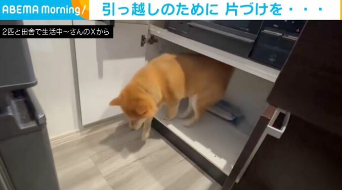 柴犬のぽちちゃん