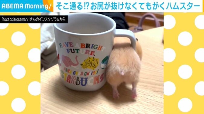 キンクマハムスターのむぎちゃん