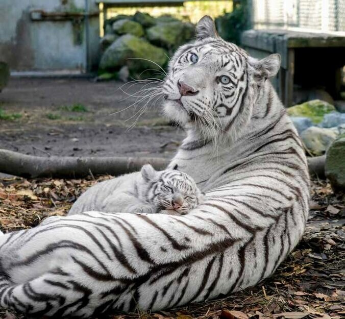 神々しい！母トラ「シロップ」／『とらのこ』RIKU著