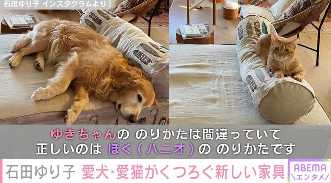 石田ゆり子、愛犬＆愛猫がくつろぐ新しい家具を披露し反響「広いお家はいいなぁ～ステキなのがどんどん置けて羨ましい」 2枚目