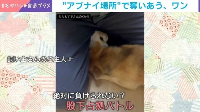 柴犬