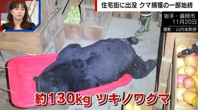搬出されるクマ