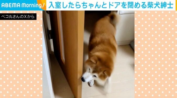 柴犬の茶々丸くん