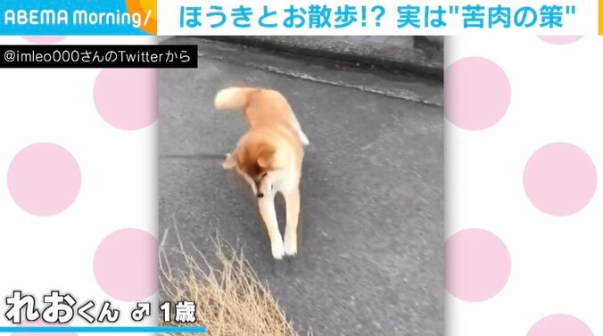 “ビビリな柴犬”の散歩にはお供が必要？苦肉の策に飼い主「重いしでっかいしどうにかしたい」 1枚目